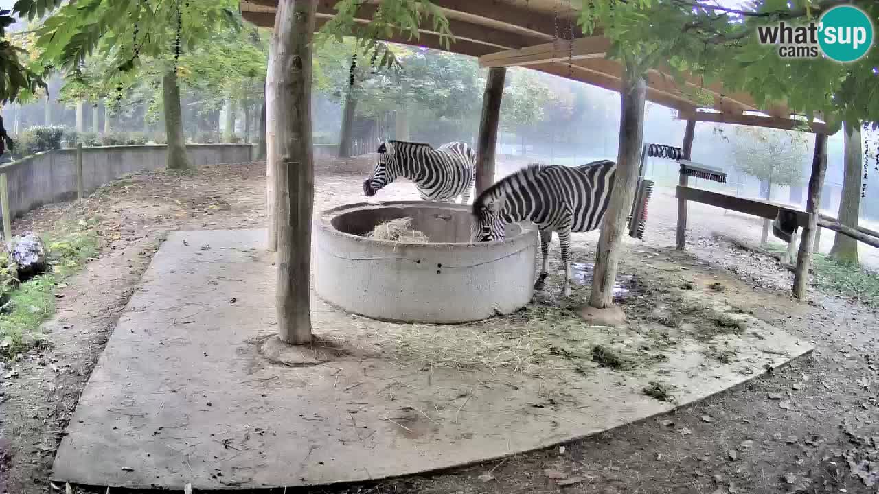 Camera en vivo Cebras in Ljubljana ZOO – Eslovenia