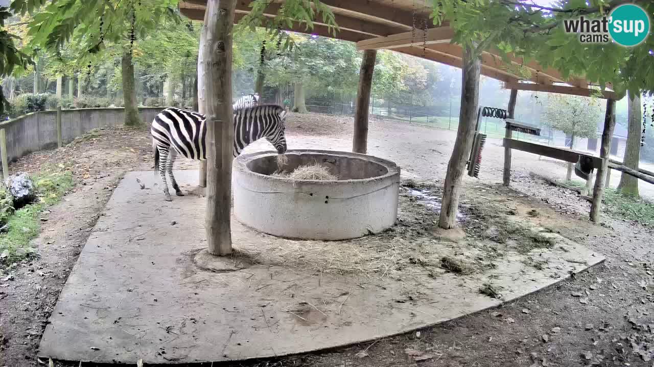 Live webcam Les zèbres in Ljubljana ZOO – Slovénie