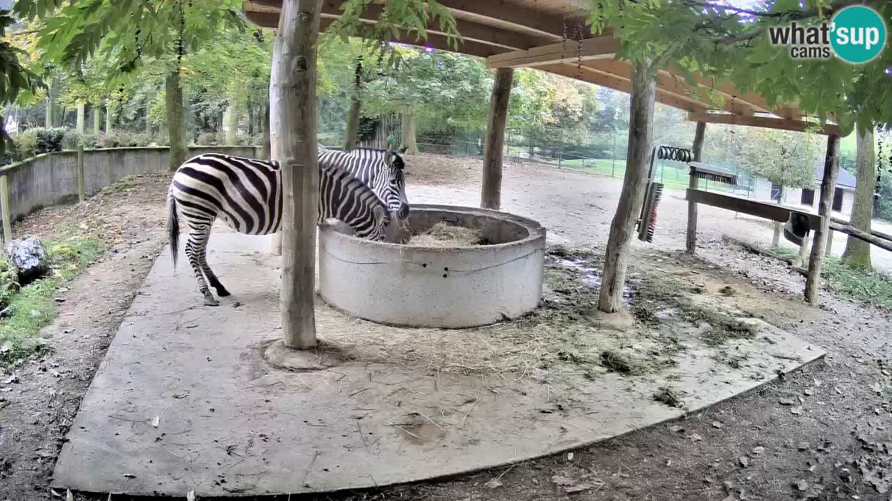 Camera en vivo Cebras in Ljubljana ZOO – Eslovenia