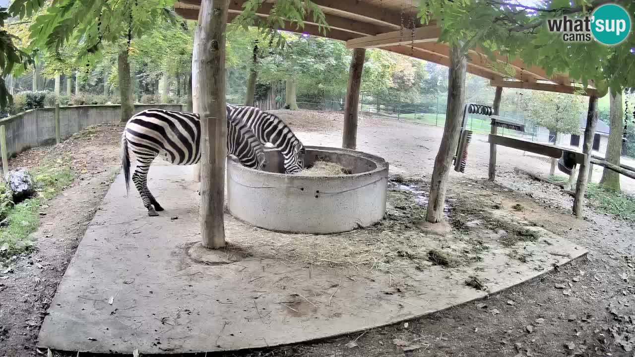 Camera en vivo Cebras in Ljubljana ZOO – Eslovenia