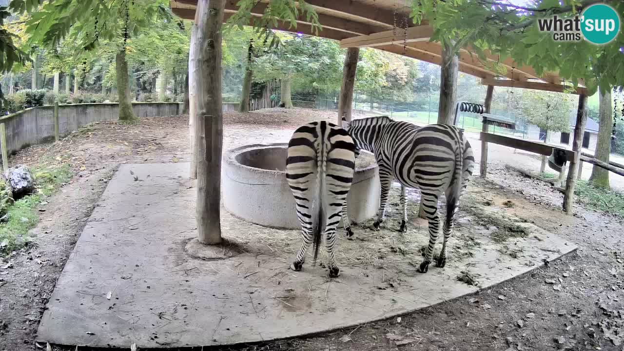 Live webcam Les zèbres in Ljubljana ZOO – Slovénie