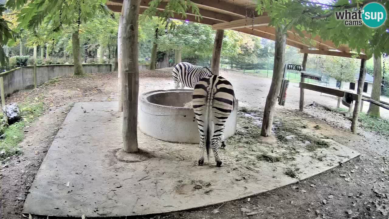 Live webcam Les zèbres in Ljubljana ZOO – Slovénie