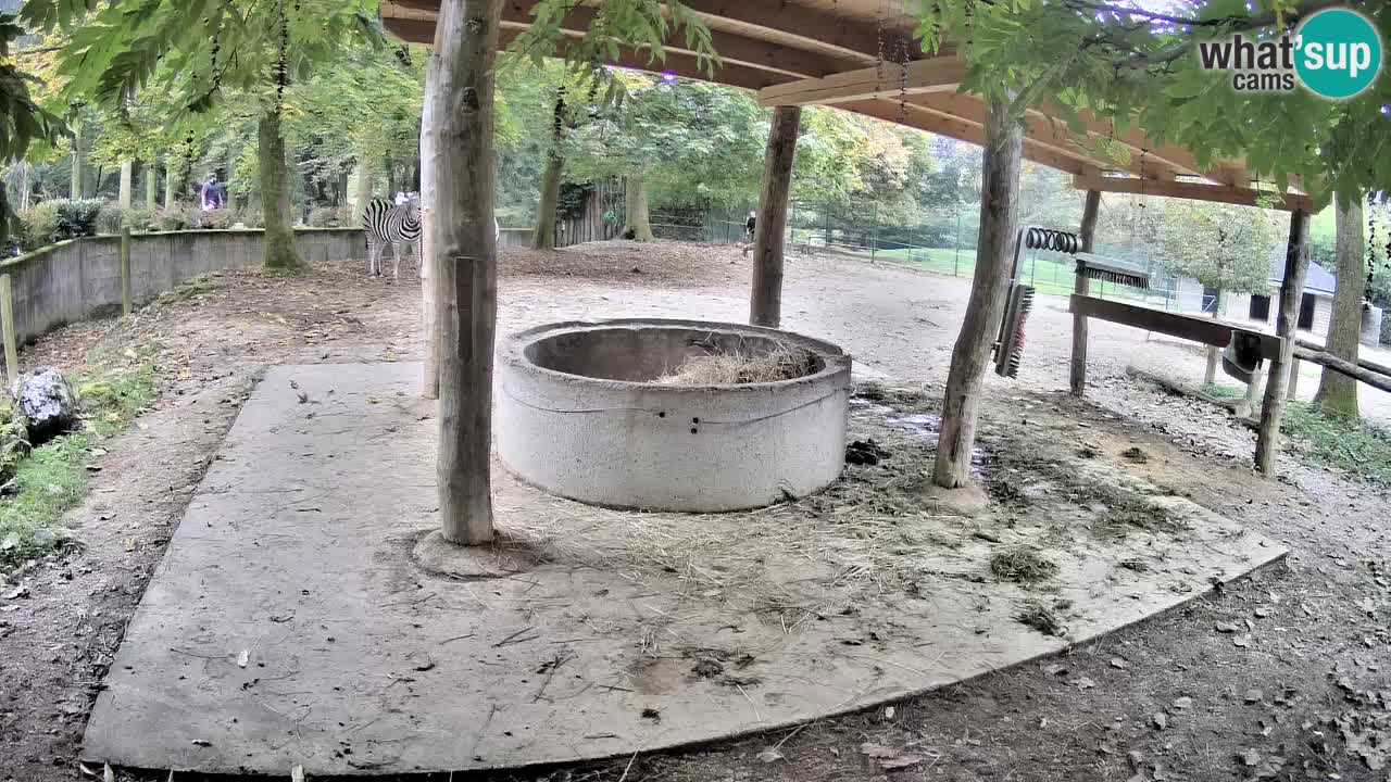Live Webcam Zebras in Ljubljana ZOO – Slowenien