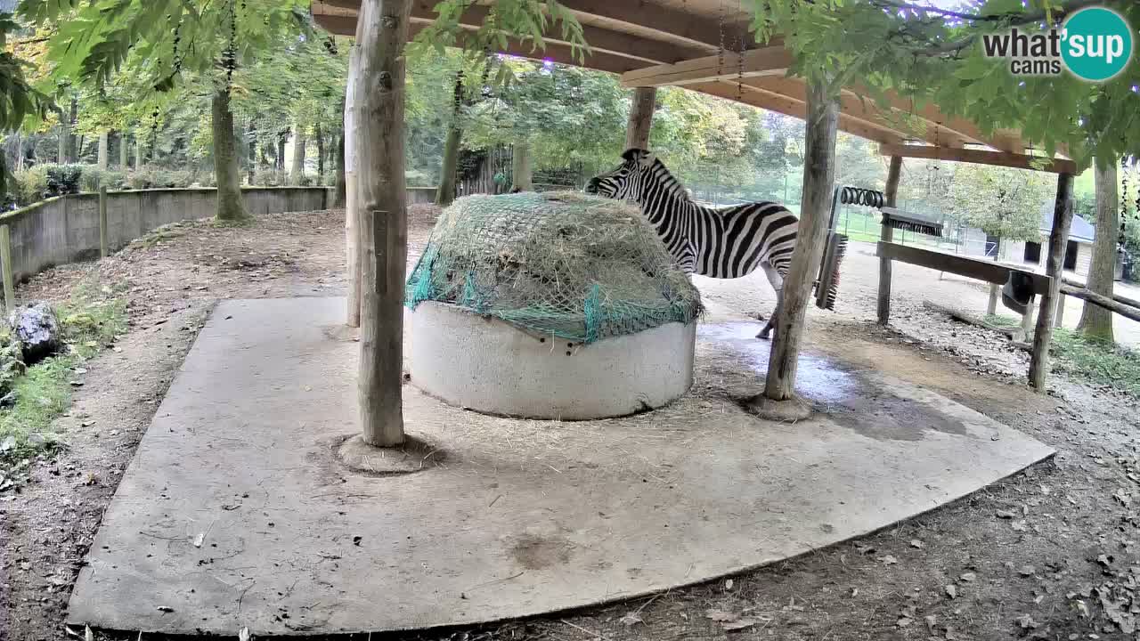 Zebre v živo v živalskem vrtu Ljubljana ZOO spletne kamere