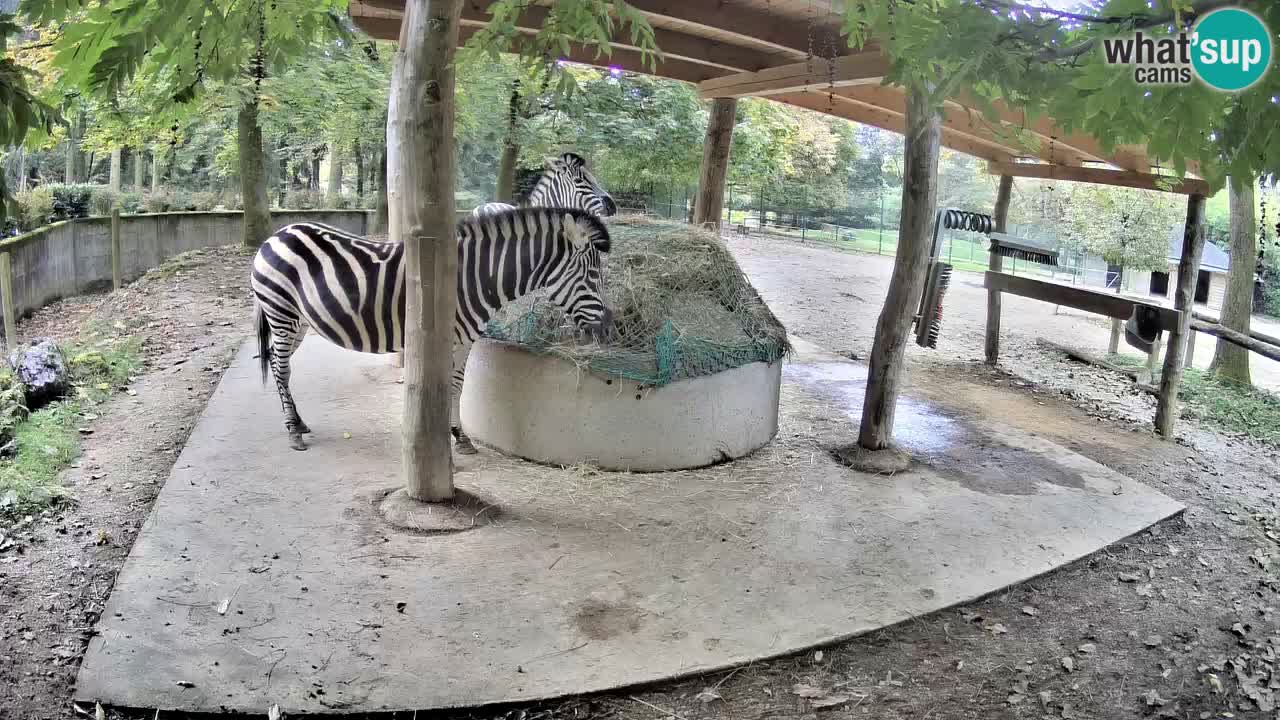 Live webcam Les zèbres in Ljubljana ZOO – Slovénie