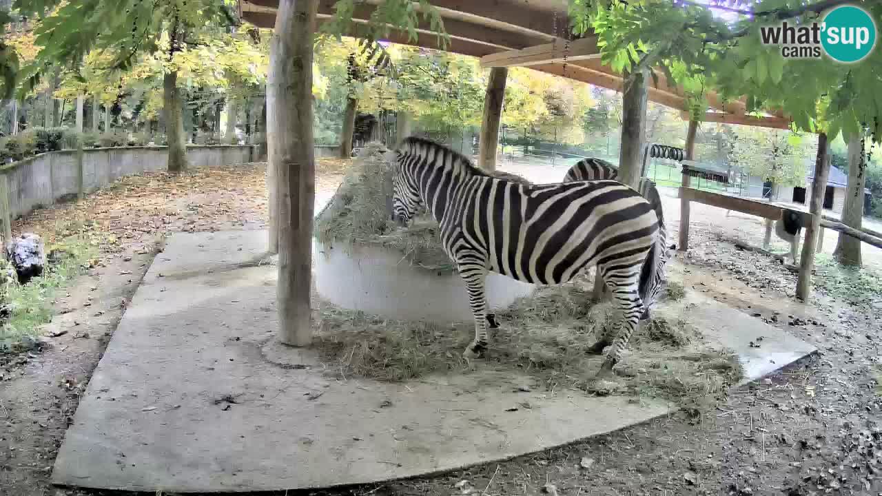 Web kamera uživo Zebras u ZOO Ljubljana – Slovenija