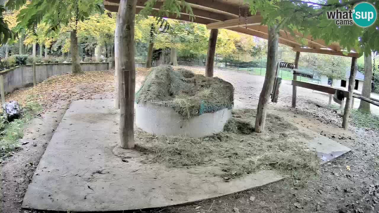 Zebre v živo v živalskem vrtu Ljubljana ZOO spletne kamere
