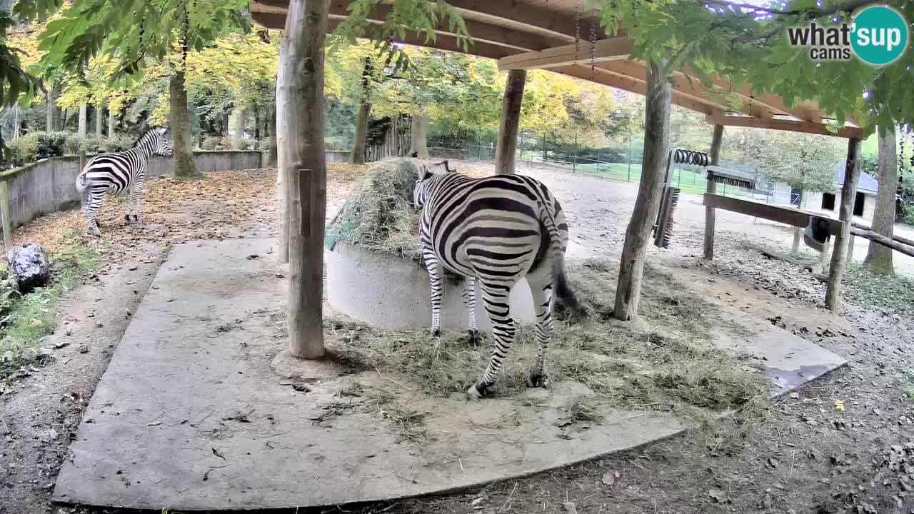 Web kamera uživo Zebras u ZOO Ljubljana – Slovenija