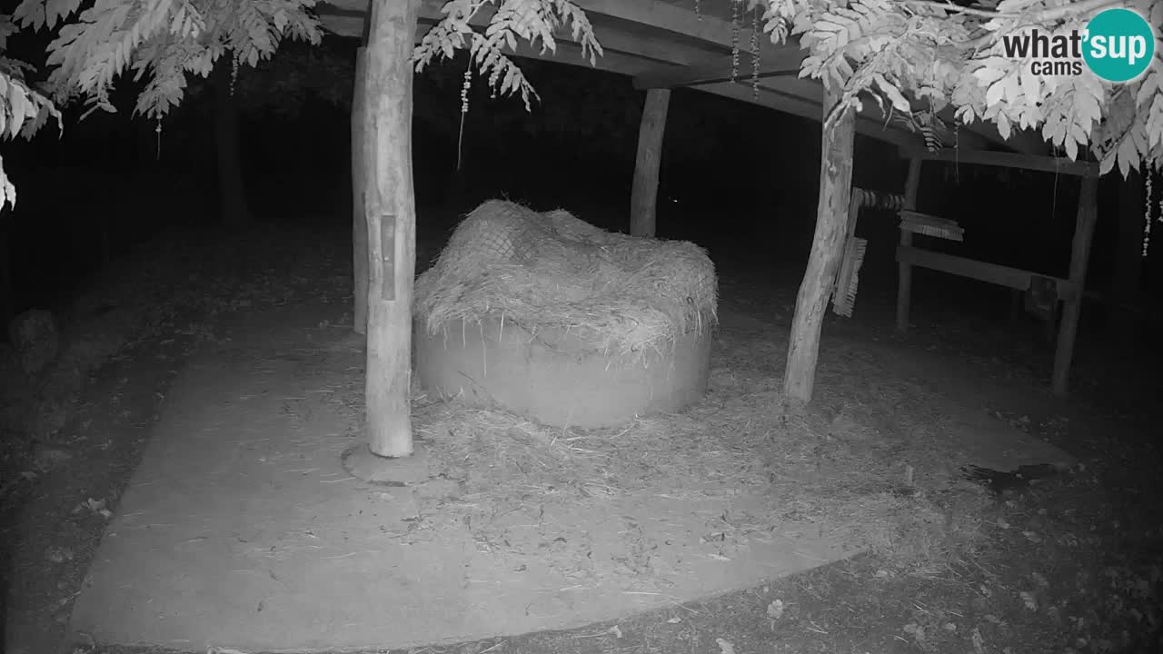 Camera en vivo Cebras in Ljubljana ZOO – Eslovenia