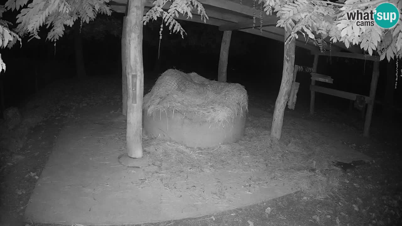 Live webcam Zebras in Ljubljana ZOO – Slovenia