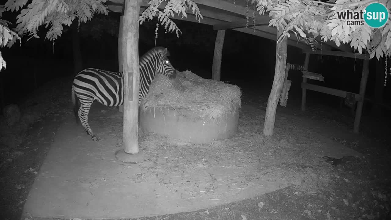 Camera en vivo Cebras in Ljubljana ZOO – Eslovenia