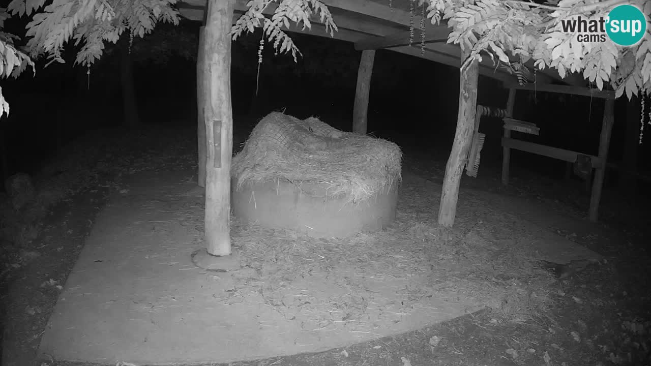 Live webcam Les zèbres in Ljubljana ZOO – Slovénie