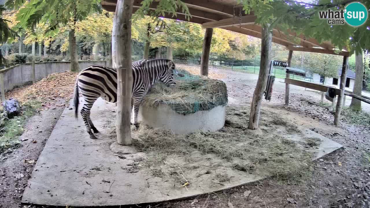 Live Webcam Zebras in Ljubljana ZOO – Slowenien