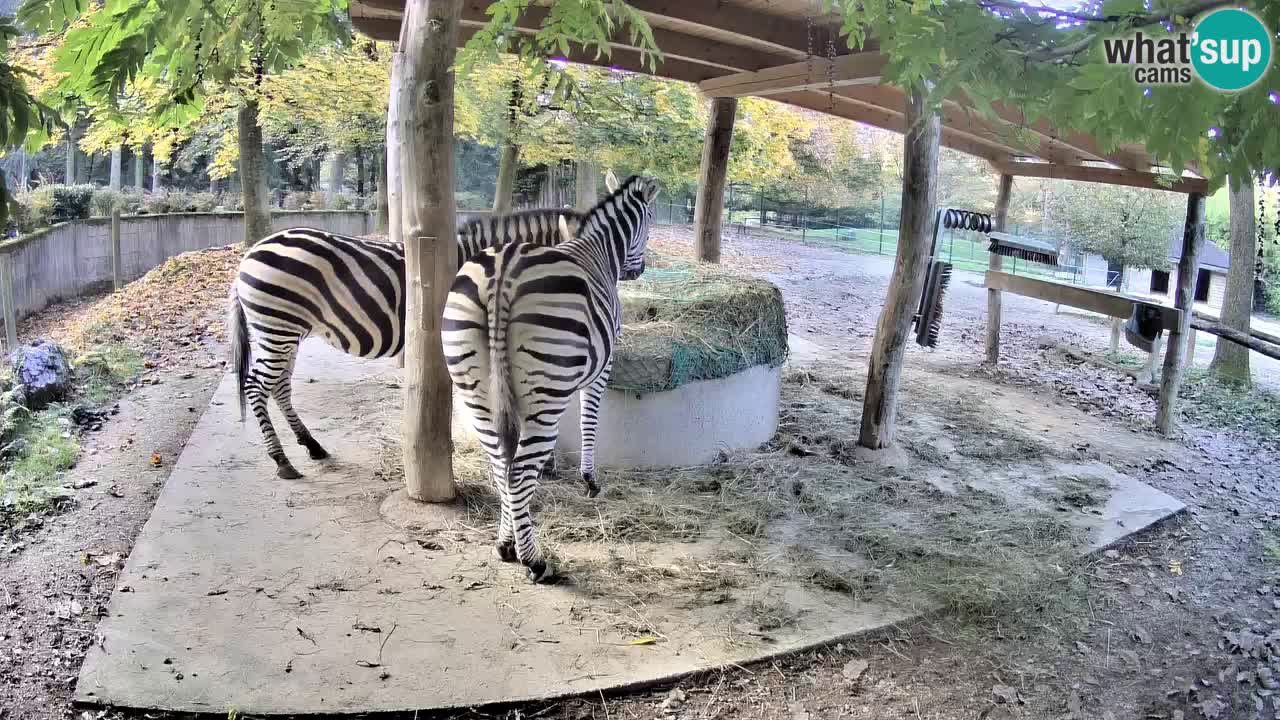 Live Webcam Zebras in Ljubljana ZOO – Slowenien