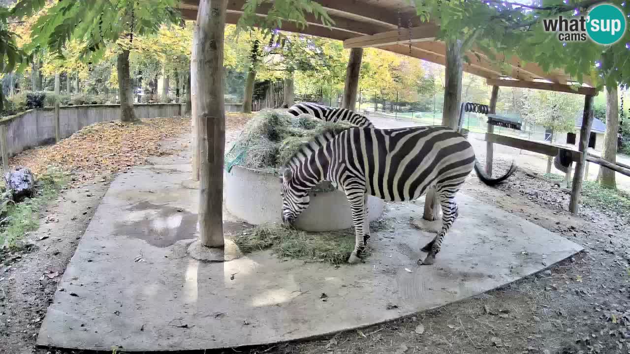 Live Webcam Zebras in Ljubljana ZOO – Slowenien