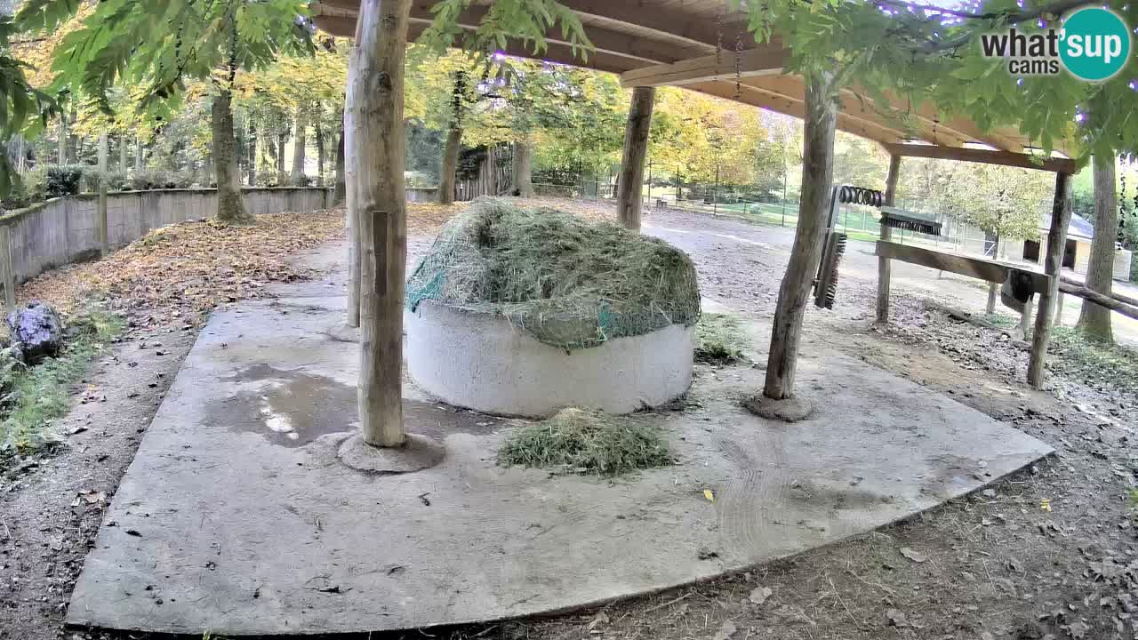 Zebre v živo v živalskem vrtu Ljubljana ZOO spletne kamere