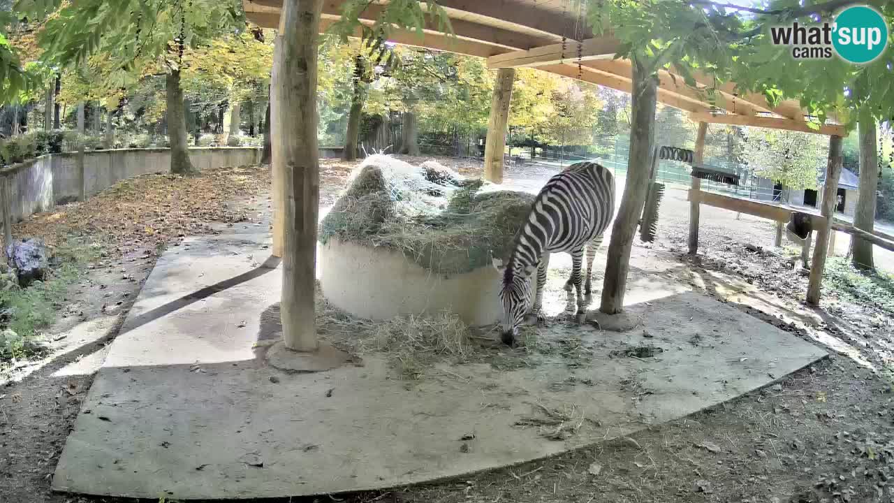 Le Zebre nello ZOO di Ljubljana – Slovenia Live webcam