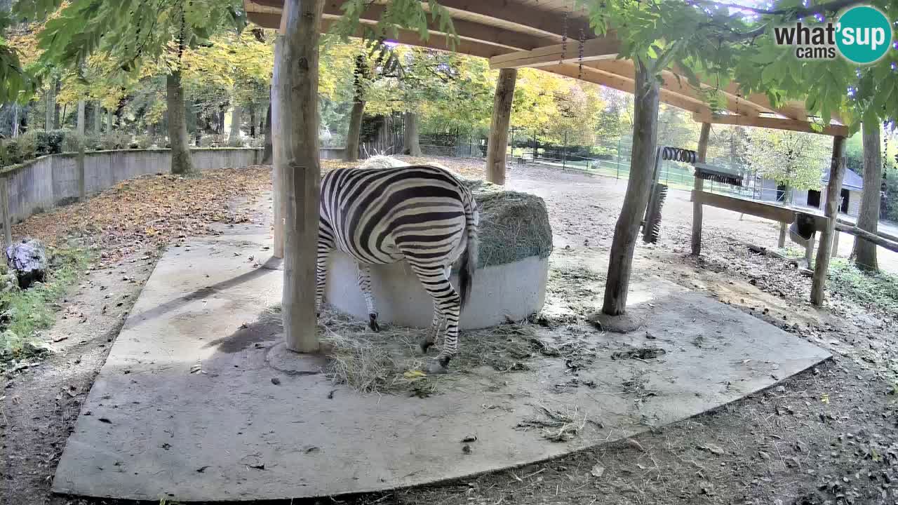 Live Webcam Zebras in Ljubljana ZOO – Slowenien