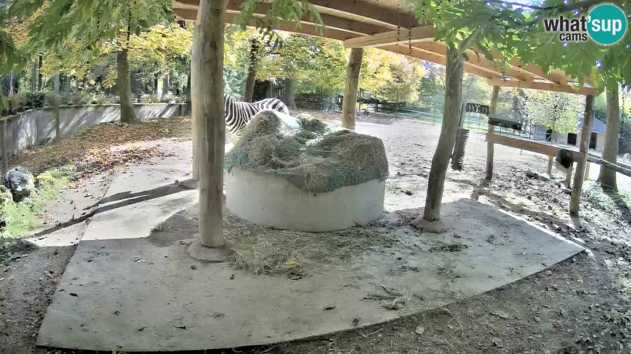 Le Zebre nello ZOO di Ljubljana – Slovenia Live webcam