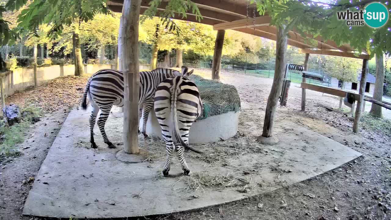 Zebre v živo v živalskem vrtu Ljubljana ZOO spletne kamere