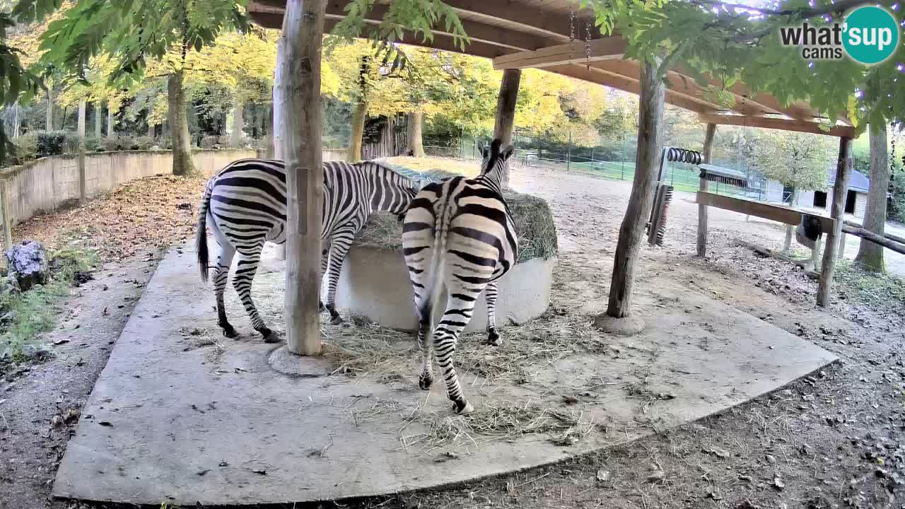 Le Zebre nello ZOO di Ljubljana – Slovenia Live webcam