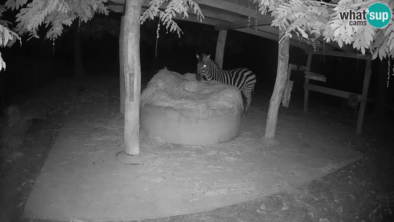Live webcam Zebras in Ljubljana ZOO – Slovenia