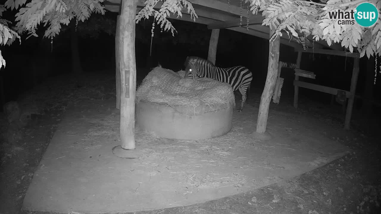 Live Webcam Zebras in Ljubljana ZOO – Slowenien
