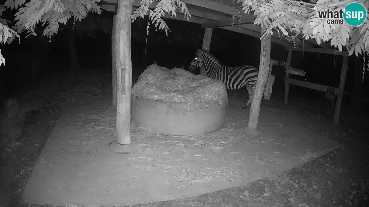 Live webcam Zebras in Ljubljana ZOO – Slovenia