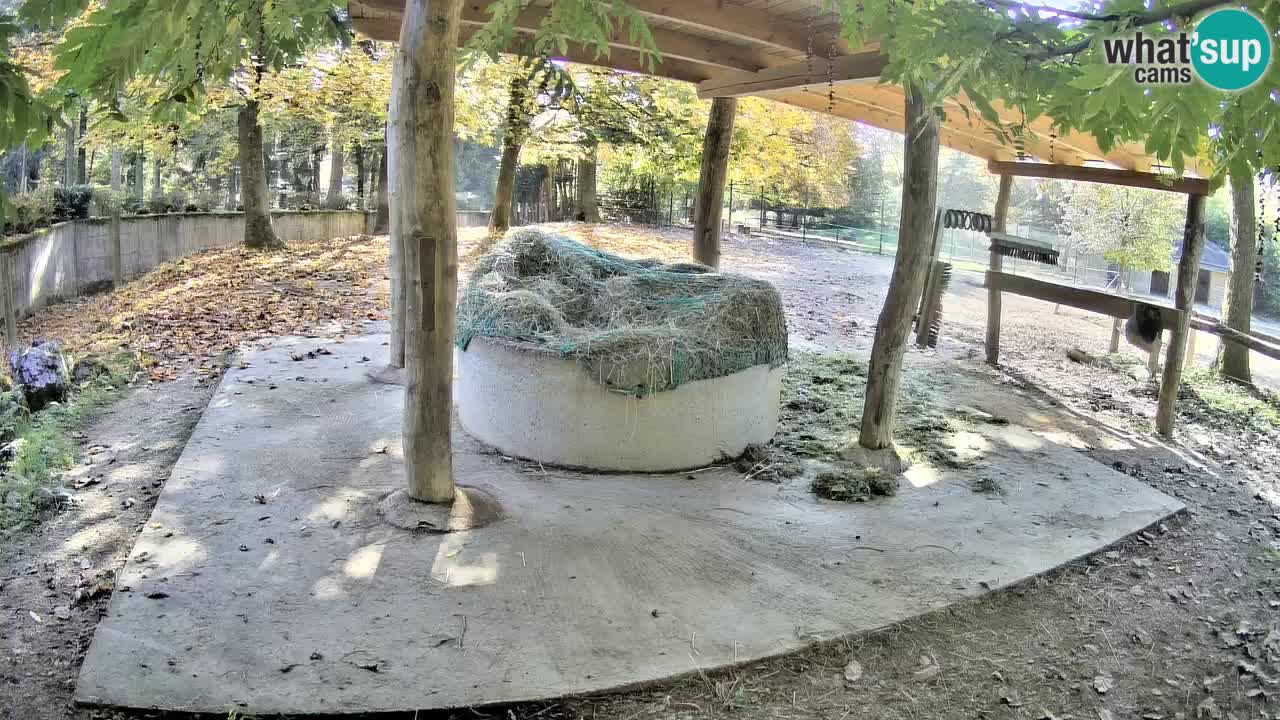 Camera en vivo Cebras in Ljubljana ZOO – Eslovenia