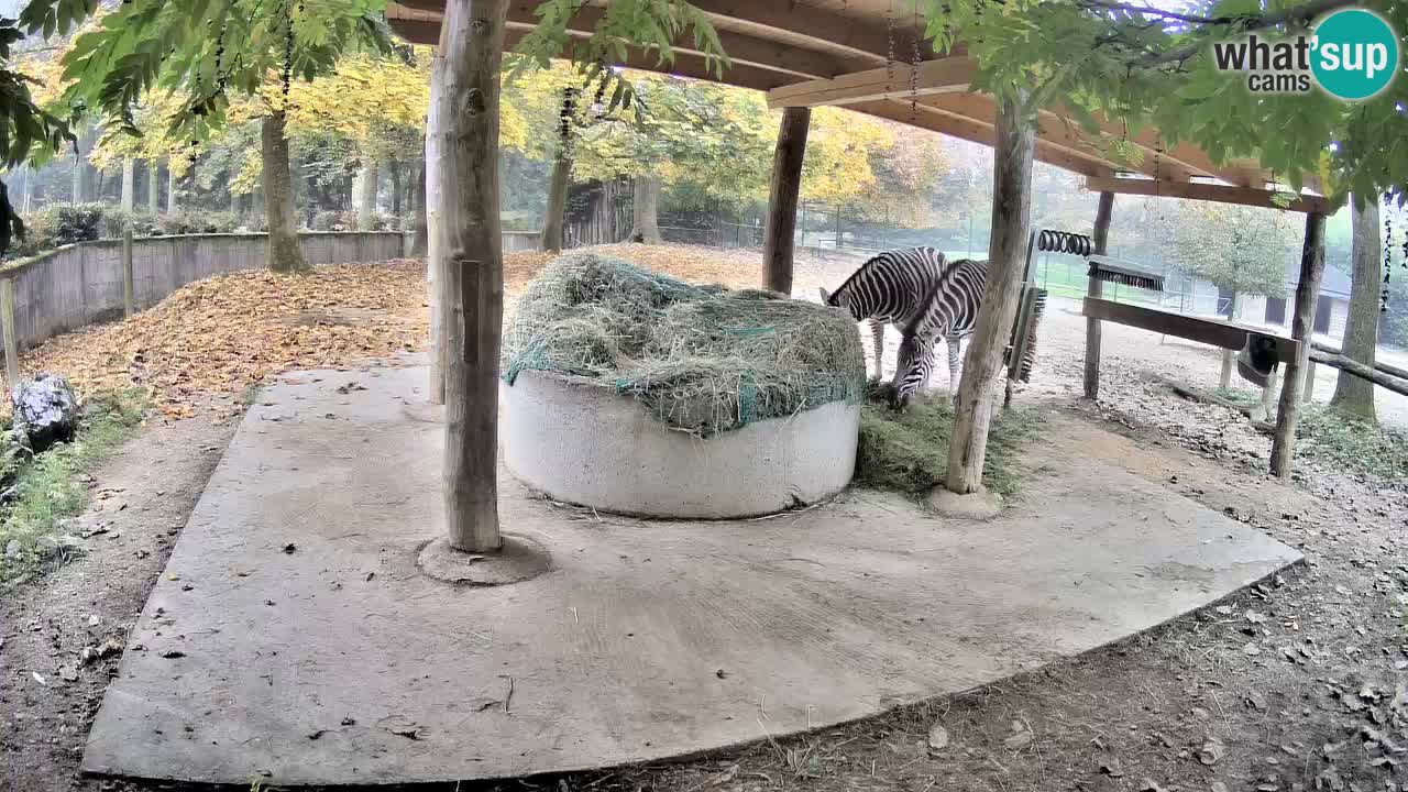 Web kamera uživo Zebras u ZOO Ljubljana – Slovenija