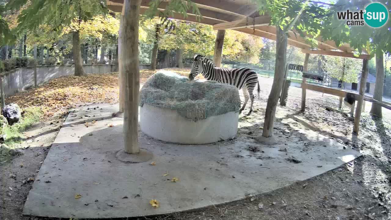 Le Zebre nello ZOO di Ljubljana – Slovenia Live webcam
