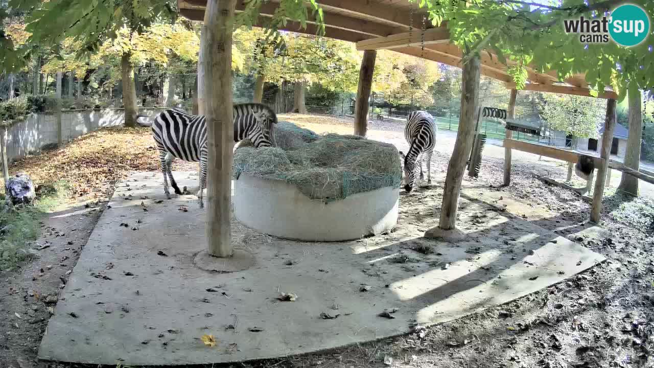 Zebre v živo v živalskem vrtu Ljubljana ZOO spletne kamere