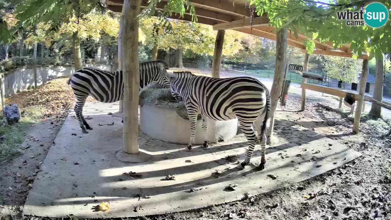 Live webcam Les zèbres in Ljubljana ZOO – Slovénie