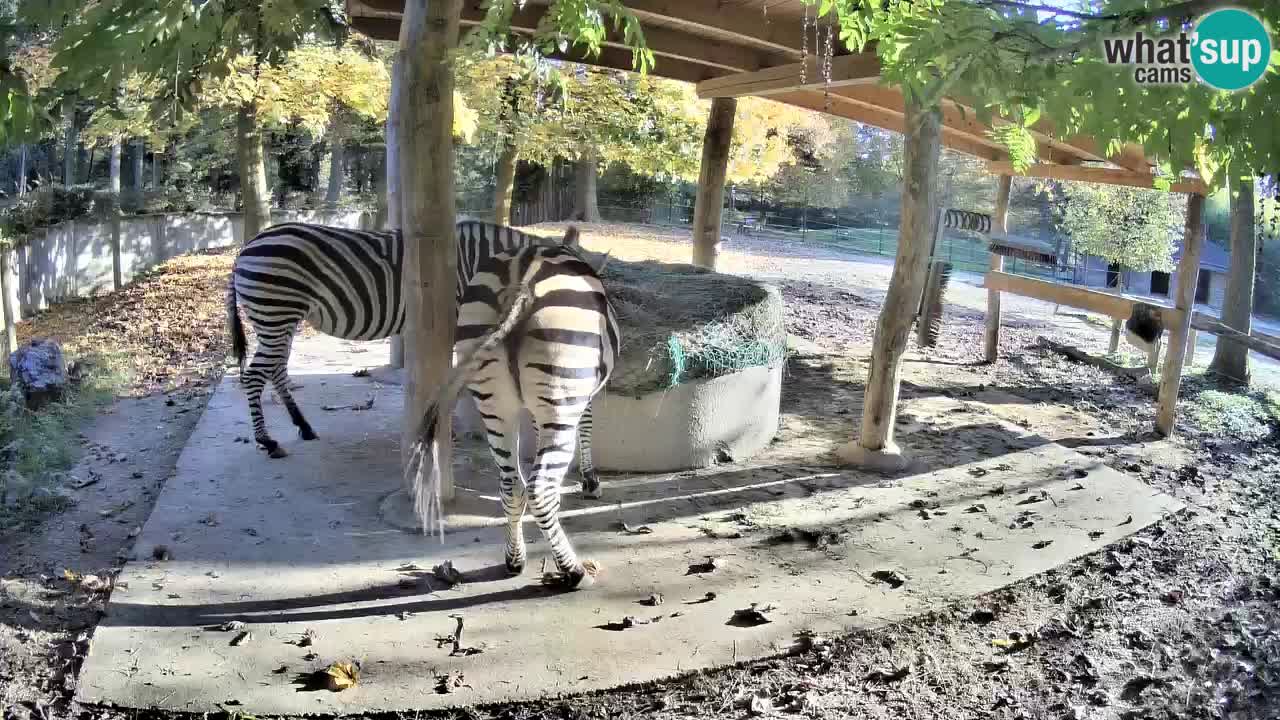 Live webcam Zebras in Ljubljana ZOO – Slovenia
