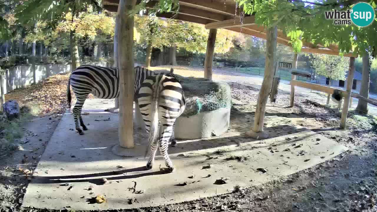 Live webcam Les zèbres in Ljubljana ZOO – Slovénie