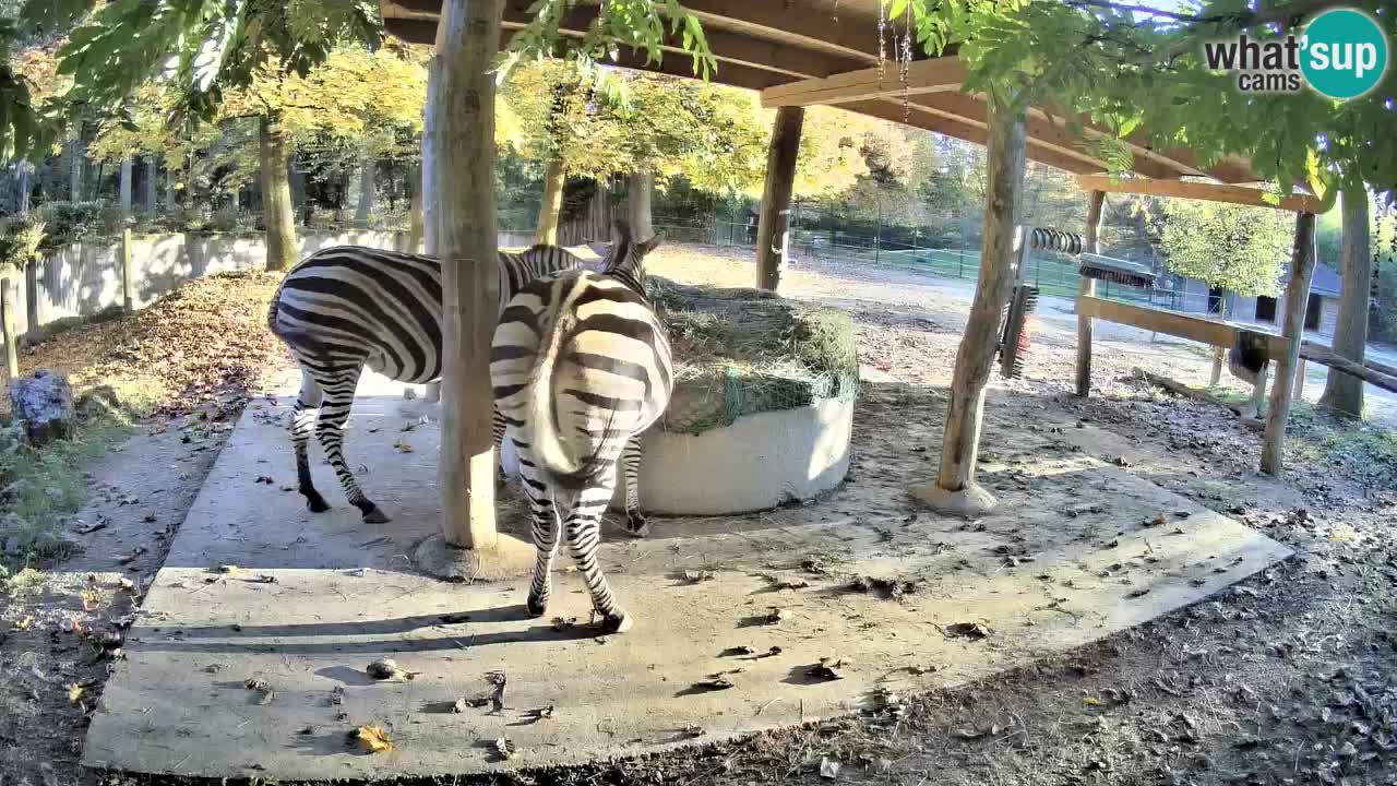 Web kamera uživo Zebras u ZOO Ljubljana – Slovenija