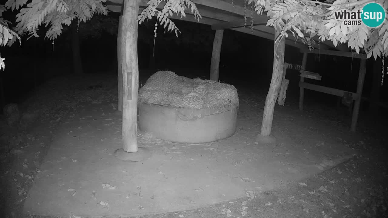 Camera en vivo Cebras in Ljubljana ZOO – Eslovenia