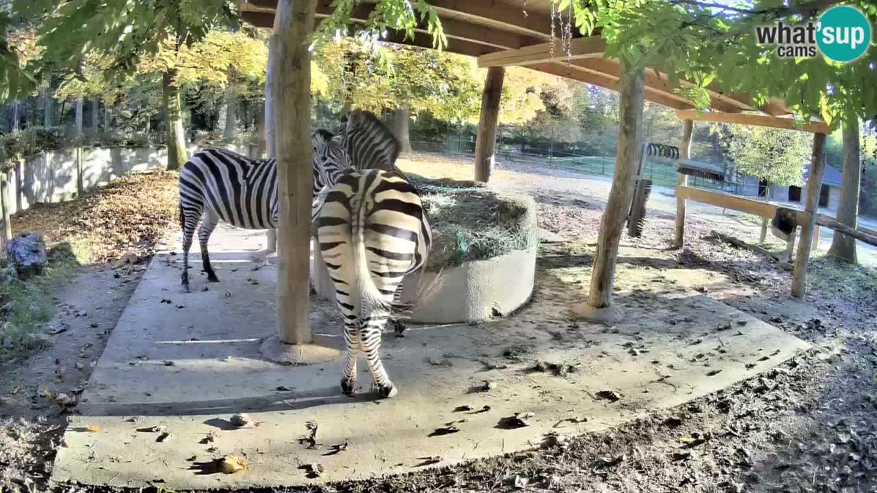 Le Zebre nello ZOO di Ljubljana – Slovenia Live webcam