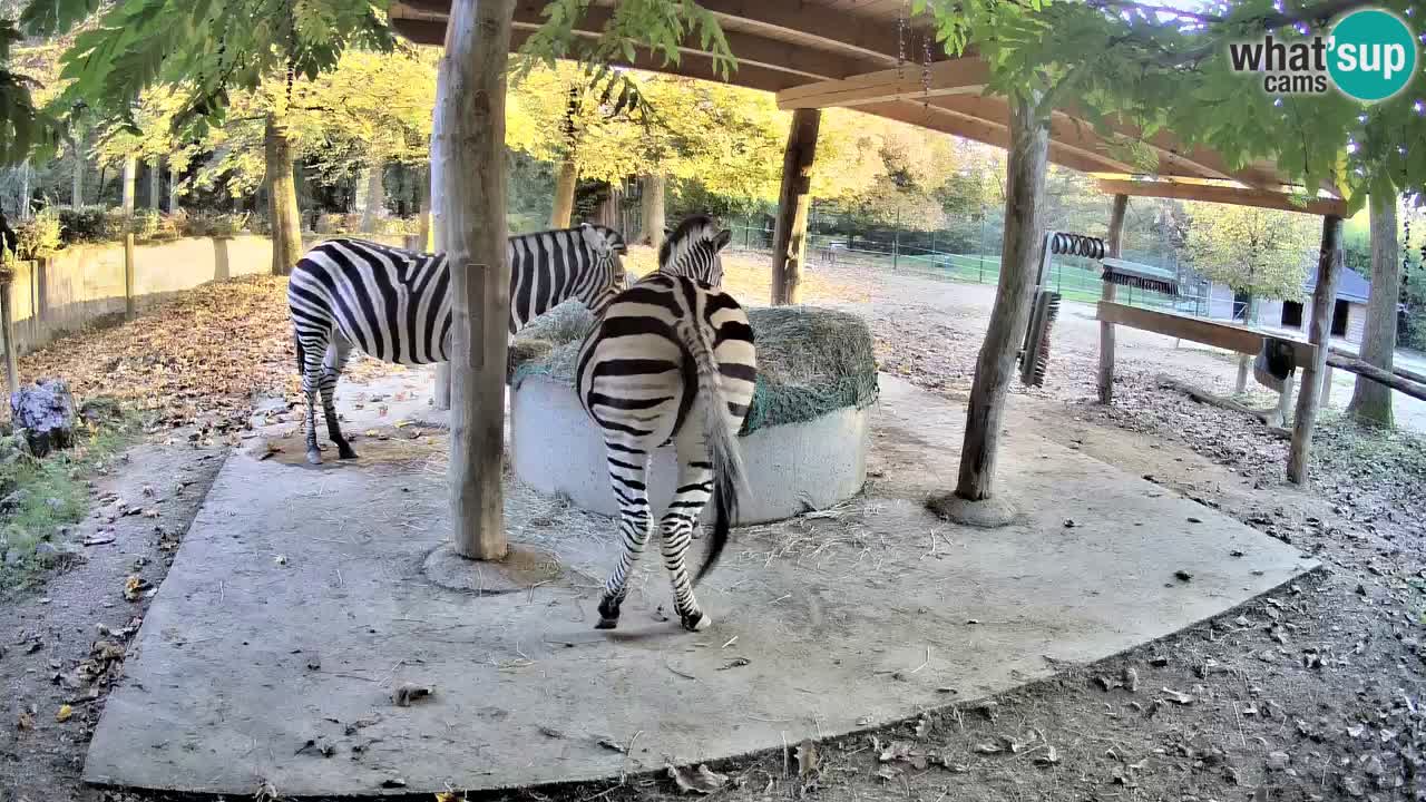 Le Zebre nello ZOO di Ljubljana – Slovenia Live webcam