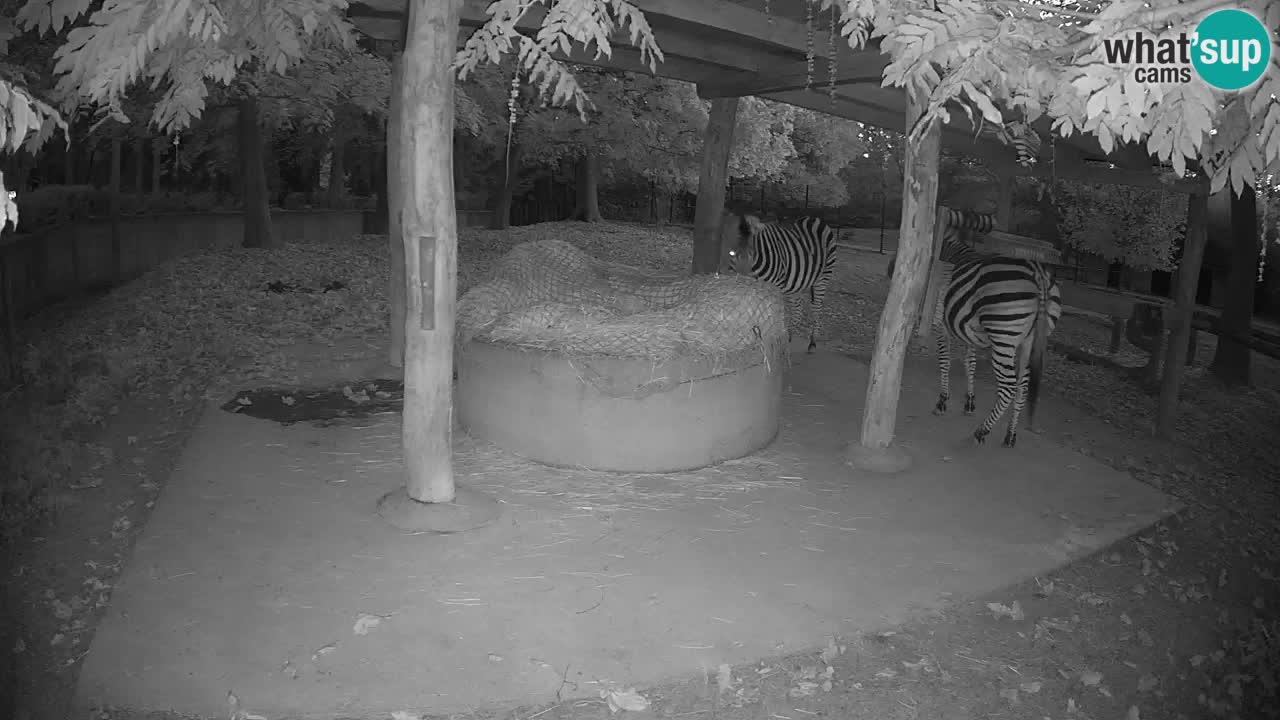 Camera en vivo Cebras in Ljubljana ZOO – Eslovenia