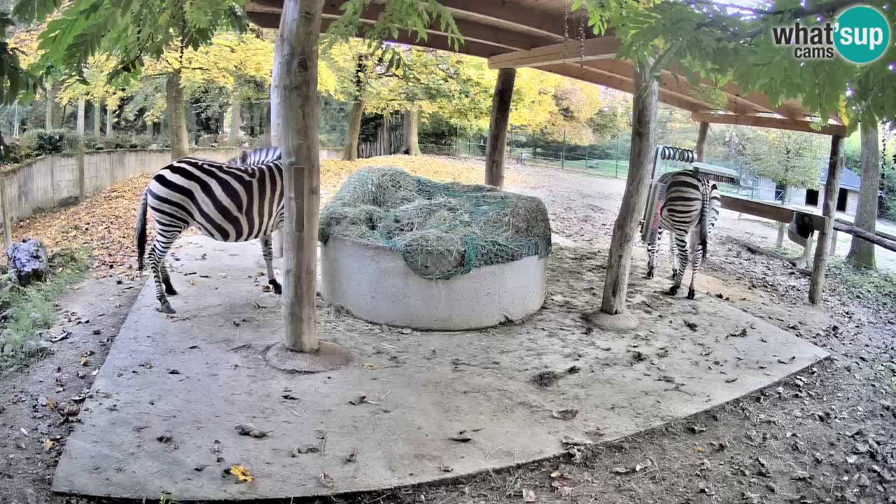Camera en vivo Cebras in Ljubljana ZOO – Eslovenia