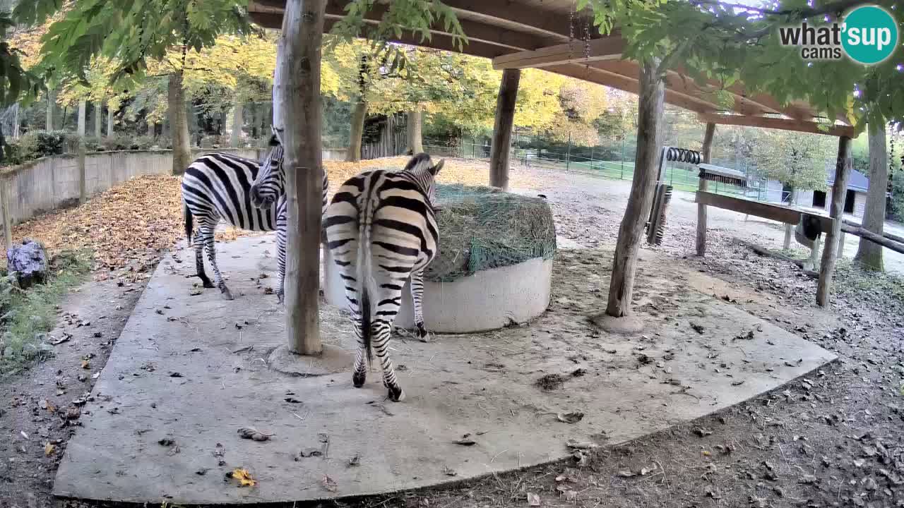 Camera en vivo Cebras in Ljubljana ZOO – Eslovenia
