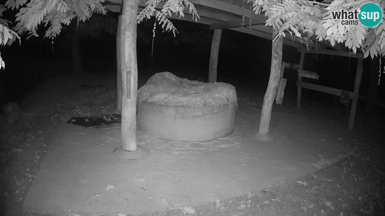 Live webcam Zebras in Ljubljana ZOO – Slovenia