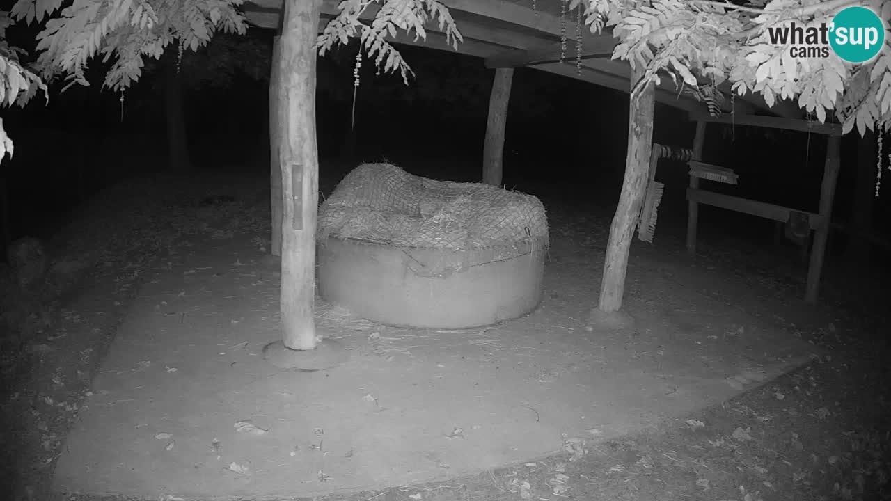 Live webcam Les zèbres in Ljubljana ZOO – Slovénie