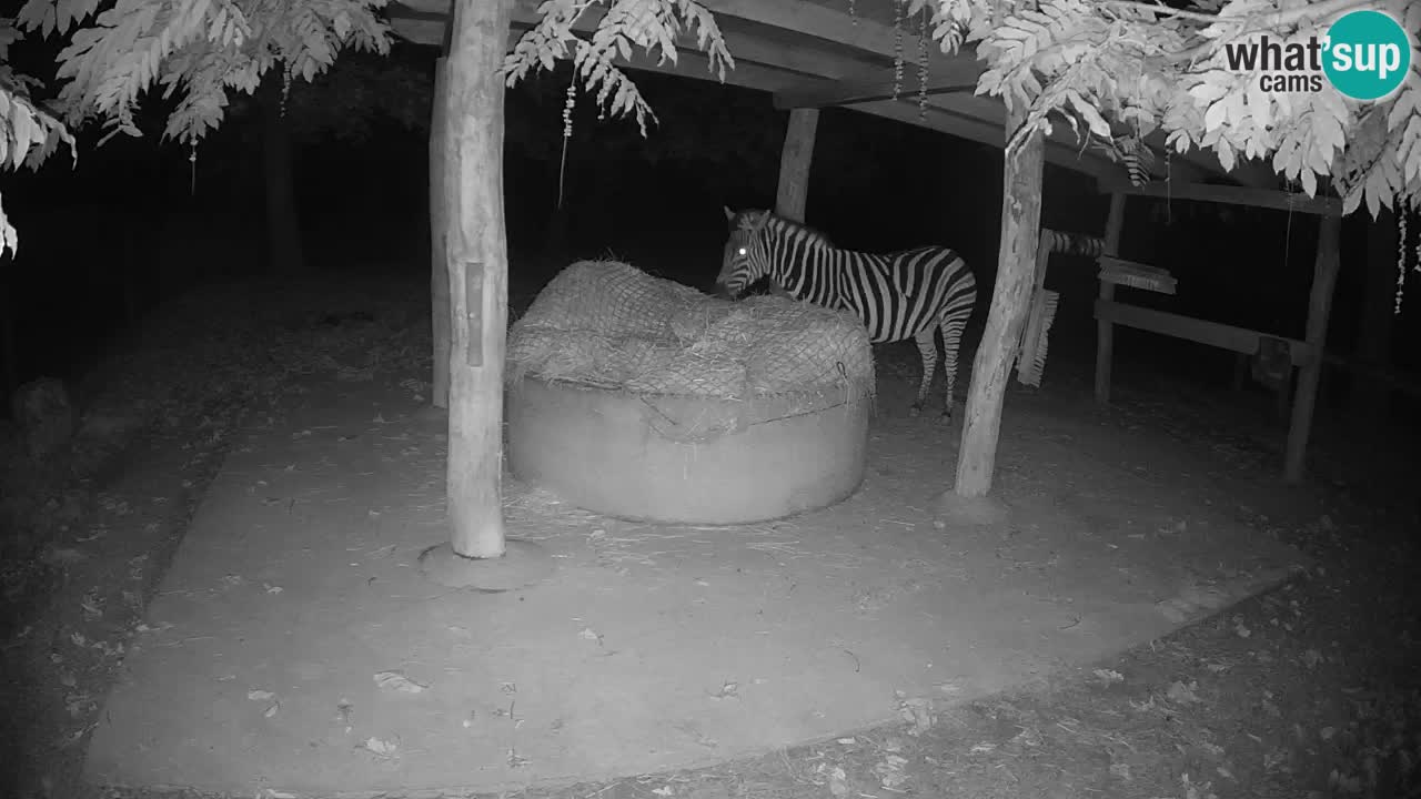 Live webcam Les zèbres in Ljubljana ZOO – Slovénie