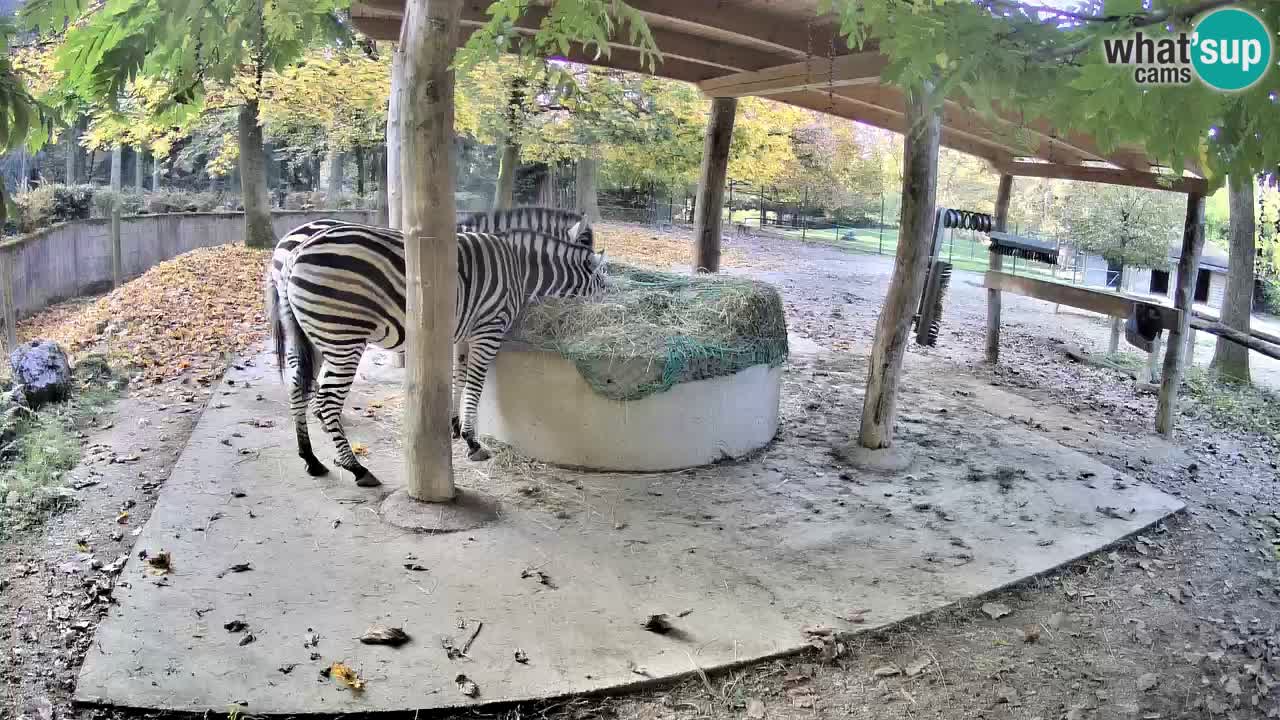 Camera en vivo Cebras in Ljubljana ZOO – Eslovenia