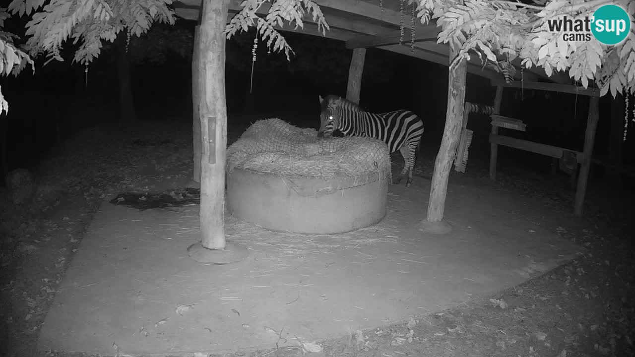 Live webcam Zebras in Ljubljana ZOO – Slovenia