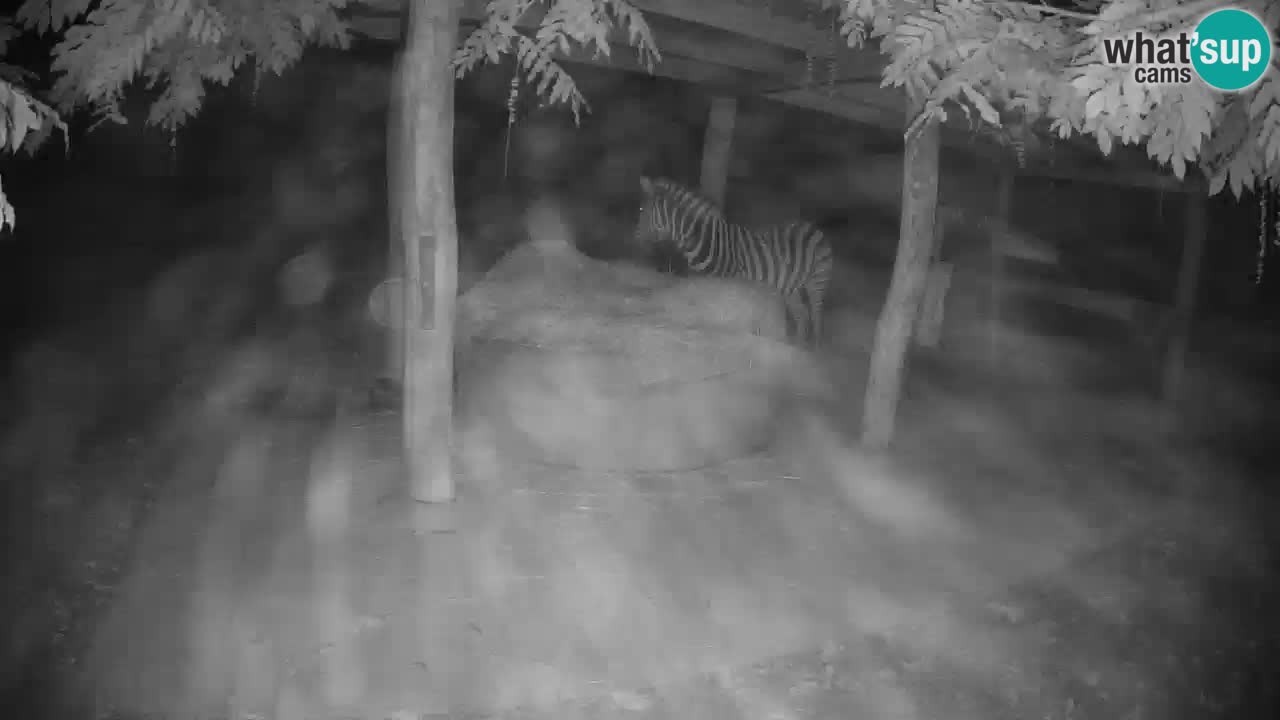 Le Zebre nello ZOO di Ljubljana – Slovenia Live webcam