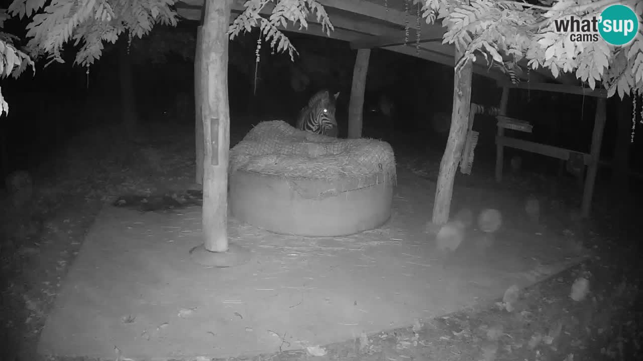 Live webcam Zebras in Ljubljana ZOO – Slovenia