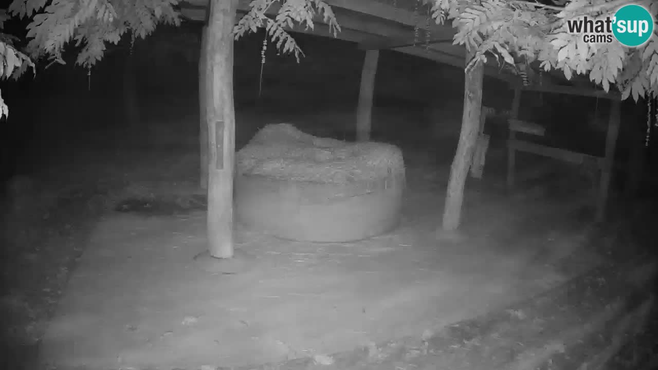 Camera en vivo Cebras in Ljubljana ZOO – Eslovenia